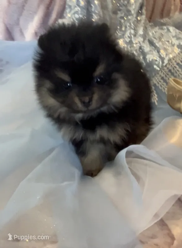 Josephine – Pomeranian puppy for sale in Redding, CA