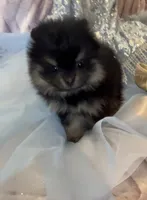Josephine, a female Pomeranian for sale in Redding, CA – 1 of 10