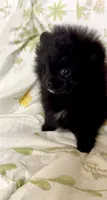 Trinity, a female Pomeranian for sale in Redding, CA – 10 of 10