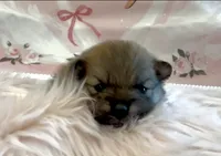Sapphire, a female Pomeranian for sale in Redding, CA – 5 of 10