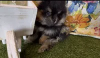 Josephine, a female Pomeranian for sale in Redding, CA – 10 of 10