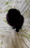 Shasta, a female Pomeranian for sale in Redding, CA – 10 of 10