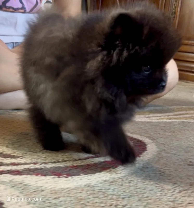 Pugsley – Pomeranian puppy on hold in Redding, CA