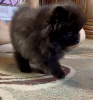 Pugsley, a male Pomeranian for sale in Redding, CA – 1 of 7
