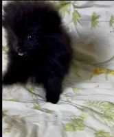 Shasta, a female Pomeranian for sale in Redding, CA – 2 of 10