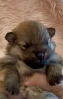 Sapphire, a female Pomeranian for sale in Redding, CA – 2 of 10