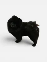 Gomez, a male Pomeranian for sale in Redding, CA – 7 of 9