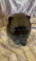 Six, a female Pomeranian for sale in Redding, CA – 4 of 10