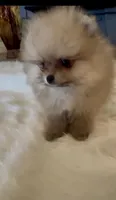 Gelato, a male Pomeranian for sale in Redding, CA – 6 of 10