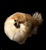 Trinity, a female Pomeranian for sale in Redding, CA – 6 of 8