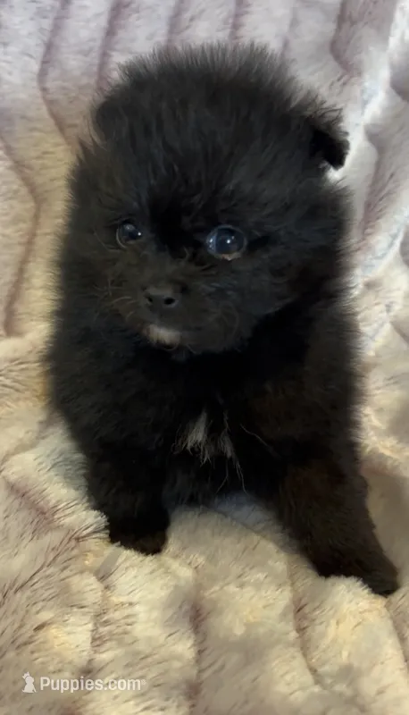 Trinity – Pomeranian puppy for sale in Redding, CA