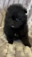 Trinity, a female Pomeranian for sale in Redding, CA – 1 of 10