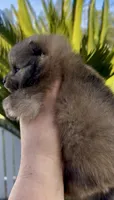 Biscotti, a female Pomeranian for sale in Redding, CA – 3 of 10
