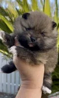 Tiramisu, a female Pomeranian for sale in Redding, CA – 2 of 10
