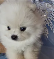Blossom , a female Pomeranian for sale in Redding, CA – 2 of 10