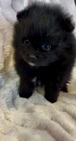 Trinity, a female Pomeranian for sale in Redding, CA – 3 of 10