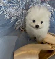 Blossom , a female Pomeranian for sale in Redding, CA – 10 of 10