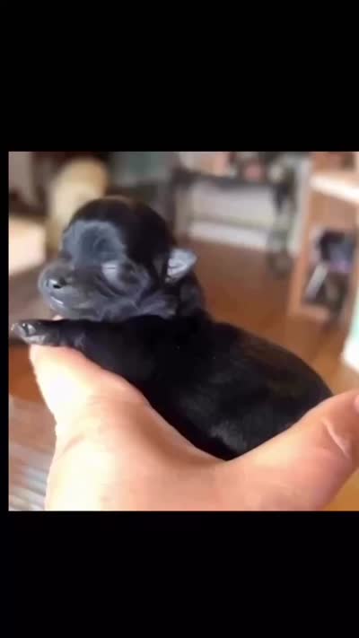 Gomez, a male Pomeranian for sale in Redding, CA – 9 of 9