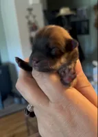 Sapphire, a female Pomeranian for sale in Redding, CA – 6 of 10