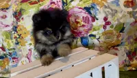 Josephine, a female Pomeranian for sale in Redding, CA – 8 of 10