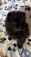 Gomez, a male Pomeranian for sale in Redding, CA – 5 of 10