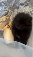 Shasta, a female Pomeranian for sale in Redding, CA – 3 of 10