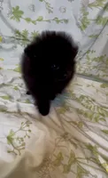 Wednesday , a female Pomeranian for sale in Redding, CA – 8 of 8