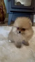 Gelato, a male Pomeranian for sale in Redding, CA – 3 of 10