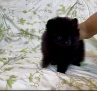 Wednesday , a female Pomeranian for sale in Redding, CA – 7 of 8