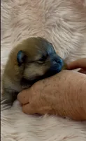 Sapphire, a female Pomeranian for sale in Redding, CA – 3 of 10