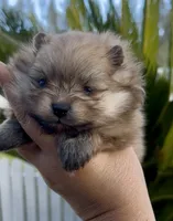 Gelato, a male Pomeranian for sale in Redding, CA – 10 of 10