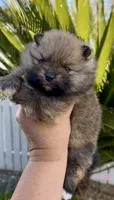 Tiramisu, a female Pomeranian for sale in Redding, CA – 7 of 10