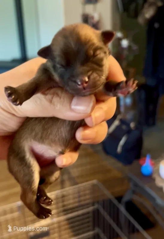 Sapphire – Pomeranian puppy for sale in Redding, CA