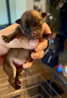 Sapphire, a female Pomeranian for sale in Redding, CA – 1 of 10