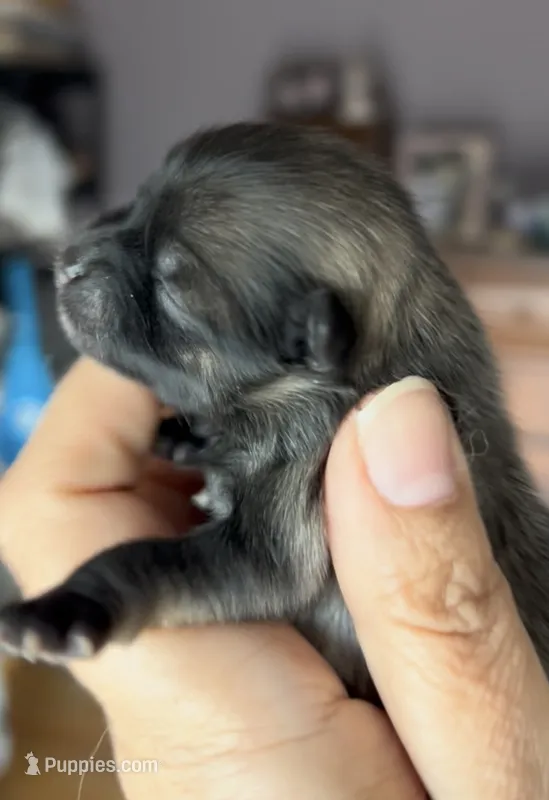 Six – Pomeranian puppy for sale in Redding, CA