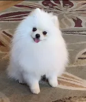 Tony, a male Pomeranian for sale in Redding, CA – 6 of 8