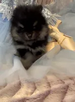 Josephine, a female Pomeranian for sale in Redding, CA – 8 of 10