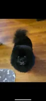 Wednesday , a female Pomeranian for sale in Redding, CA – 8 of 8