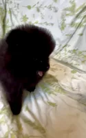 Wednesday , a female Pomeranian for sale in Redding, CA – 4 of 8