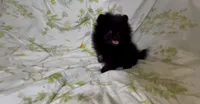 Shasta, a female Pomeranian for sale in Redding, CA – 3 of 10