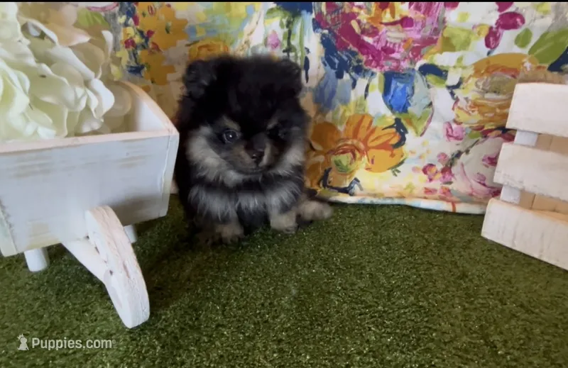 Josephine – Pomeranian puppy on hold in Redding, CA