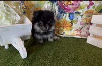 Josephine, a female Pomeranian for sale in Redding, CA – 1 of 10
