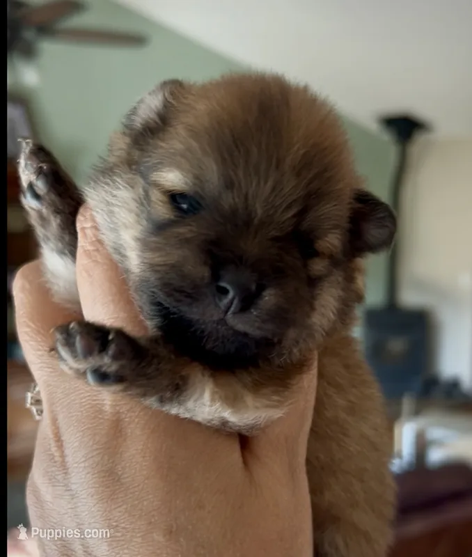Sapphire – Pomeranian puppy for sale in Redding, CA