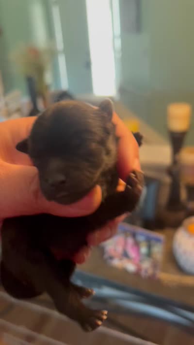 Shimmy, a male Pomeranian for sale in Redding, CA – 10 of 10