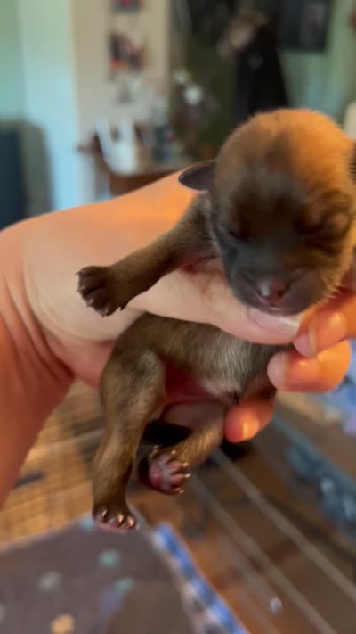 Sapphire, a female Pomeranian for sale in Redding, CA – 10 of 10