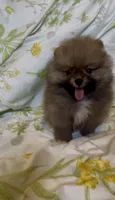 Tiramisu, a female Pomeranian for sale in Redding, CA – 10 of 10