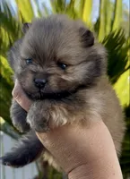 Biscotti, a female Pomeranian for sale in Redding, CA – 8 of 10