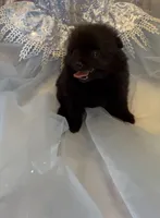 Morticia, a female Pomeranian for sale in Redding, CA – 8 of 10