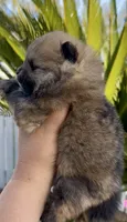 Tiramisu, a female Pomeranian for sale in Redding, CA – 6 of 10
