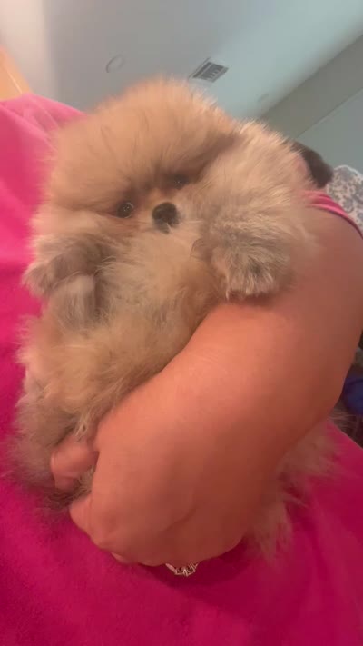 Gelato, a male Pomeranian for sale in Redding, CA – 10 of 10